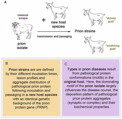 Types and Strains: Their Essential Role in Understanding Protein Aggregation in Neurodegenerative Diseases